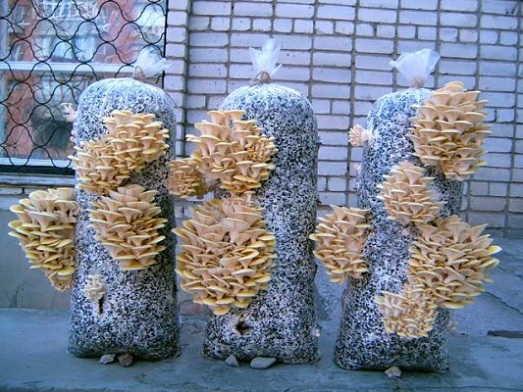  Growing oyster mushrooms at home on the balcony