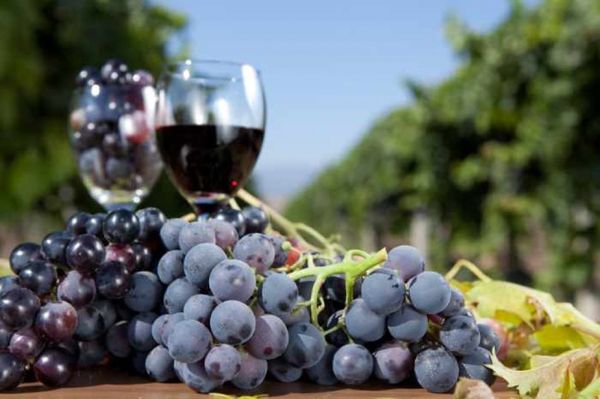  Wine from blue grapes at home