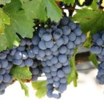  Isabella blue - the most suitable variety