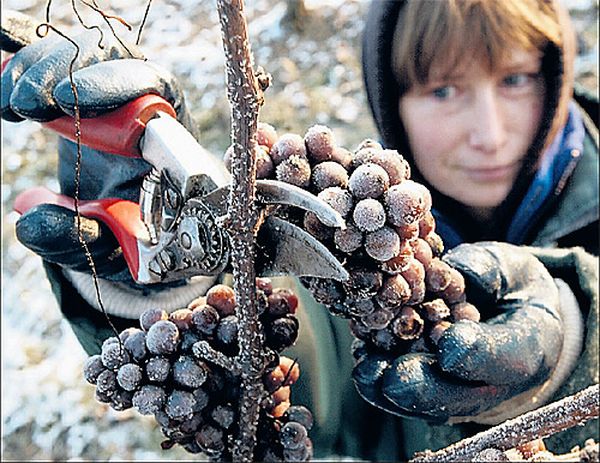  To achieve the maximum concentration of sugar, summer residents harvest grapes after the first frost.