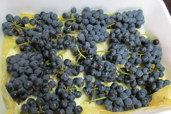  Grape Freeze