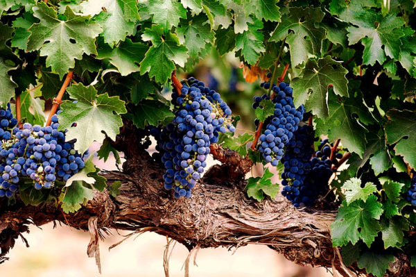  Grapes also normalize the work of the heart