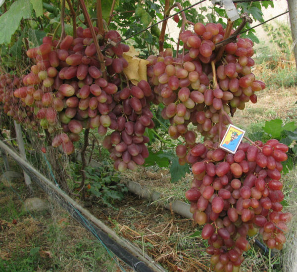  Ripe grapes of Julian grapes on a bush