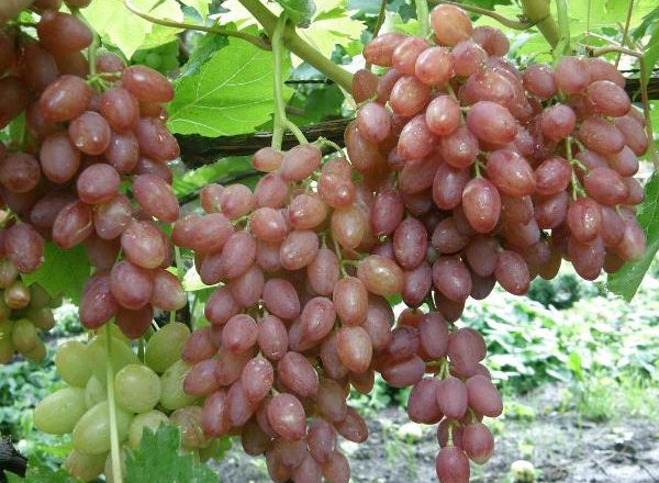  Seedless grapes raisins