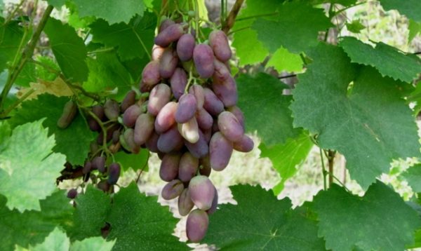  Grape varieties beauty
