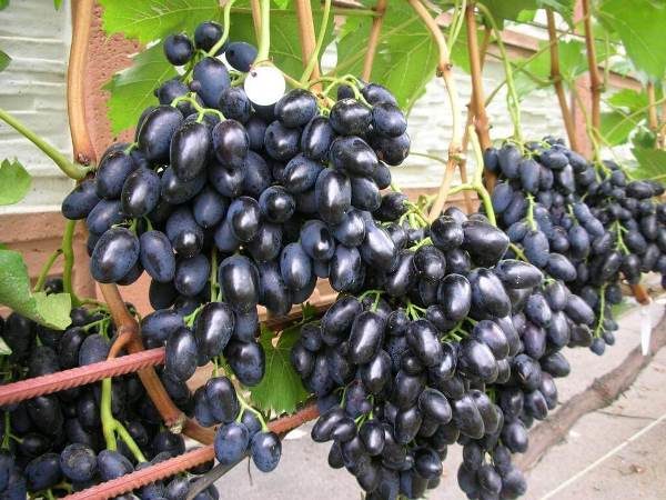  For storage of grapes are suitable only medium and late ripening varieties.