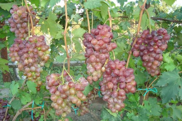  Bunches of grapes nisin on the vine