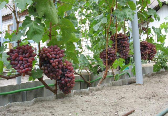  Anniversary grapes Novocherkassk