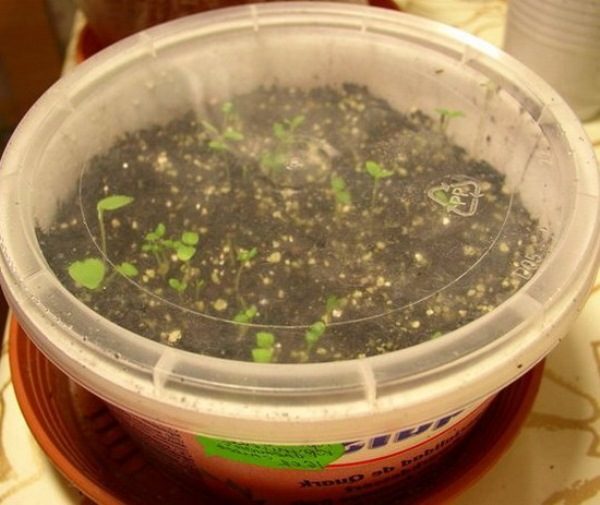  Shoots of maiden grapes from seed