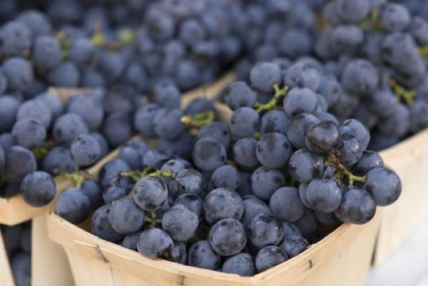  Isabella grapes, suitable not only for juice and wine, but also for preparing tinctures