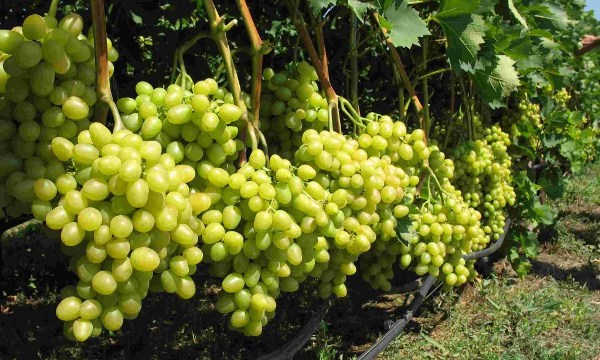  Grape varieties for the regions of Russia