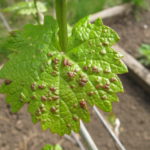  Foglia d'uva colpita da zecca