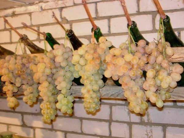  Storage of a bunch of grapes in a container with water