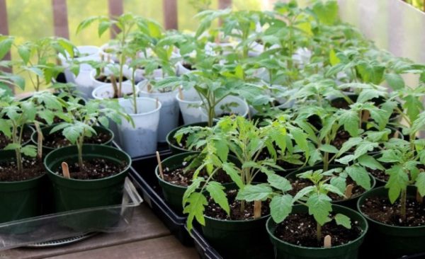  Tomato seedling