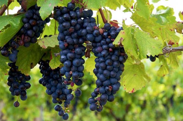  Grapes isabella