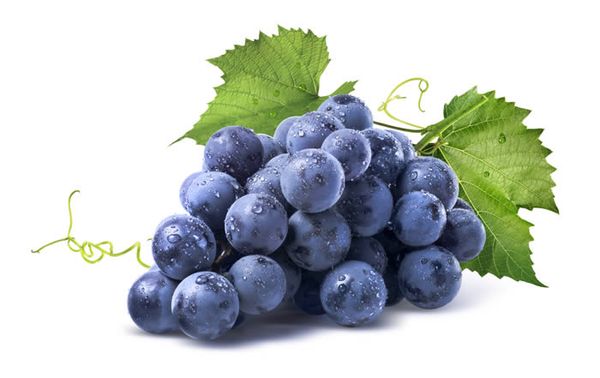  The calorie content of Isabella berries is higher than that of other varieties.