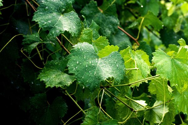  Not only grapes, but also leaves and vines have healing properties.