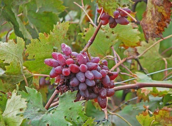  Grape Original