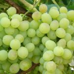  Grapes delight