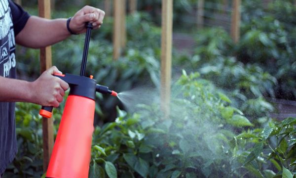  Aderezo foliar de plantas.