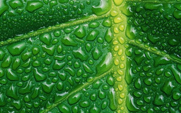  La aplicación foliar consiste en rociar fertilizante sobre hojas y tallos de plantas.