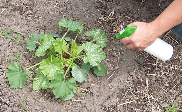  La primera aplicación foliar se realiza antes de la formación de las flores.