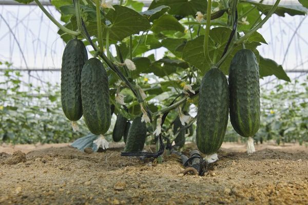  La tercera aplicación foliar se realiza antes de la recolección.