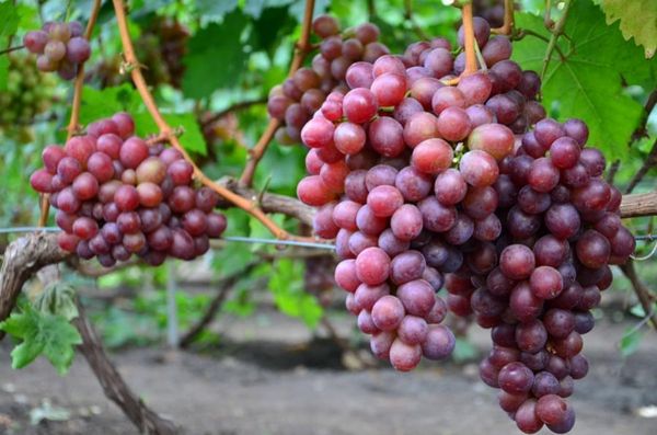  Grape Senator