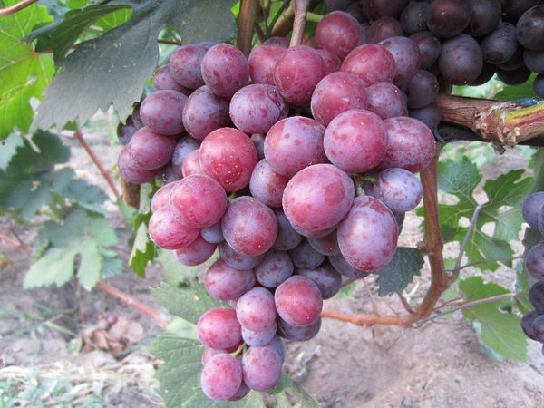  The average weight of a variety of berries is 18 grams