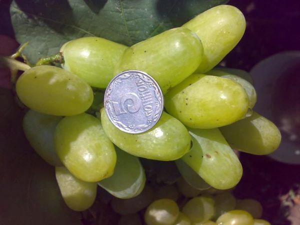  The advantages of the variety include a wonderful commodity and appearance of the berries.