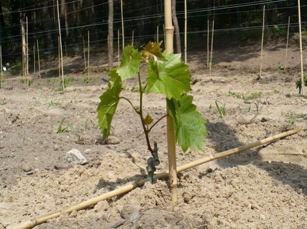  The best time for planting grapes Senator - spring