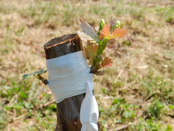  Propagation by grafting allows you to quickly rotate varieties