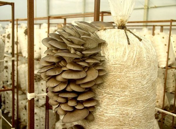  Cultivar hongos ostra en casa