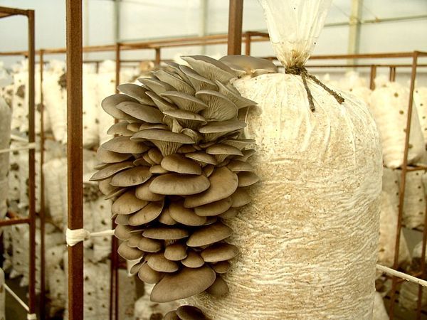  Growing oyster mushrooms at home