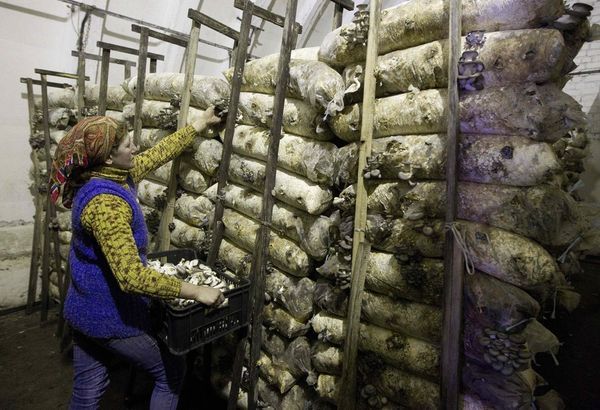  When growing oyster mushrooms, it is important to maintain cleanliness until harvest.