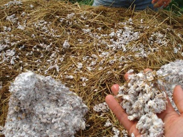  Ready substrate for growing oyster mushrooms
