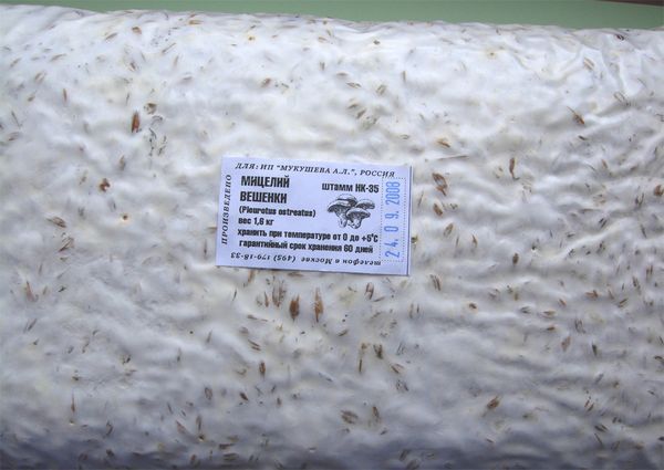  Oyster mushroom mycelium in pack