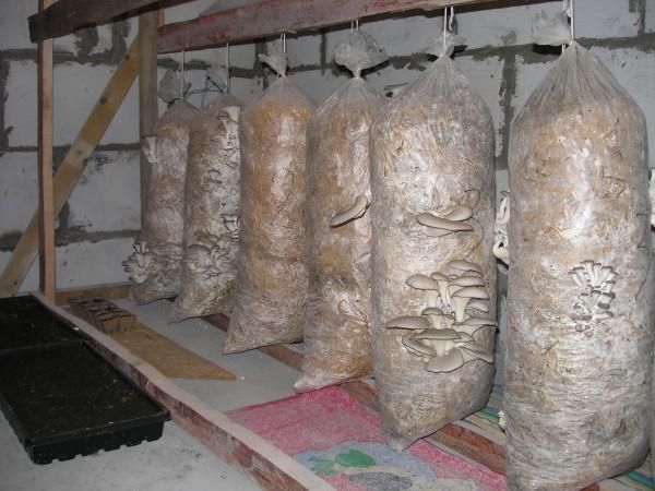  Substrate briquettes