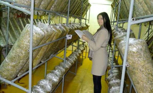 Racks for growing oyster mushrooms
