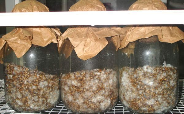  Growing mycelium in a can