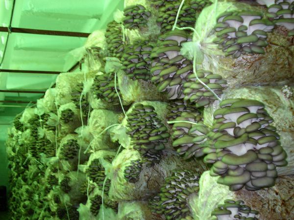  About 100 kg of oyster mushrooms get 100 bags