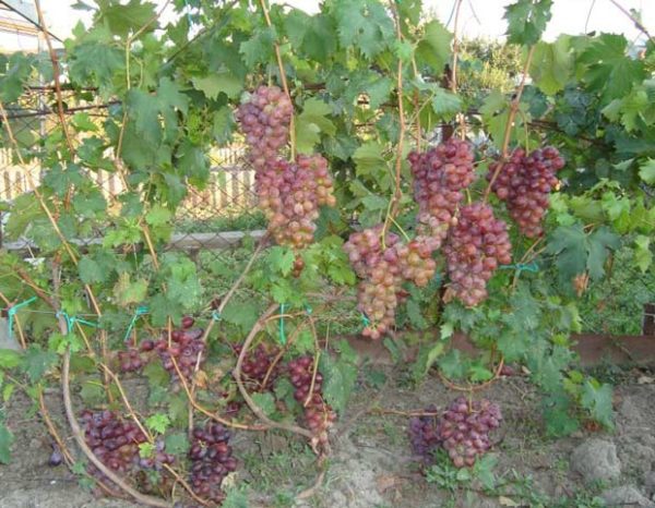  Julian grapes planted along the fence