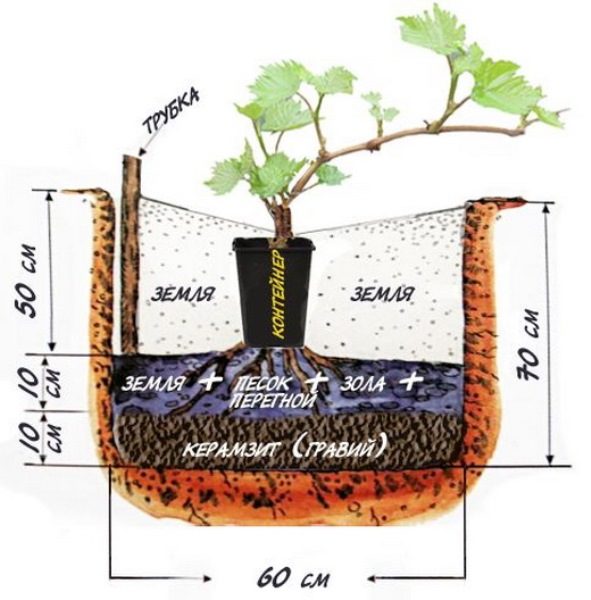  Preparing the pit for planting grapes