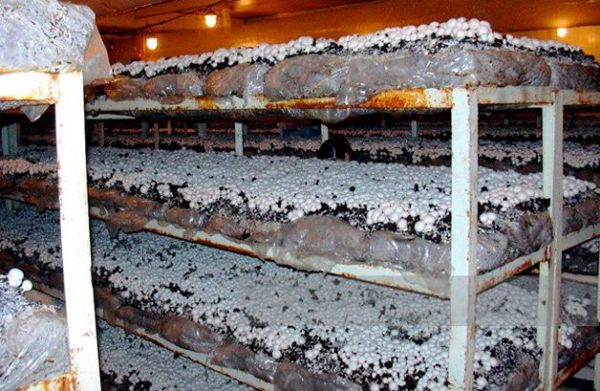  Cultivation of champignon mushrooms