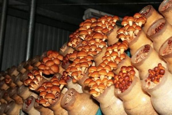  Growing honey in the banks