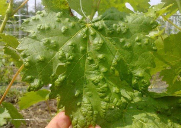  Tayfi grapes prone to severe damage by spider mites