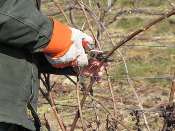  The process of pruning the vine
