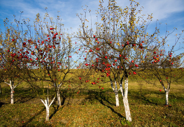  Aderezo de manzanos en otoño.
