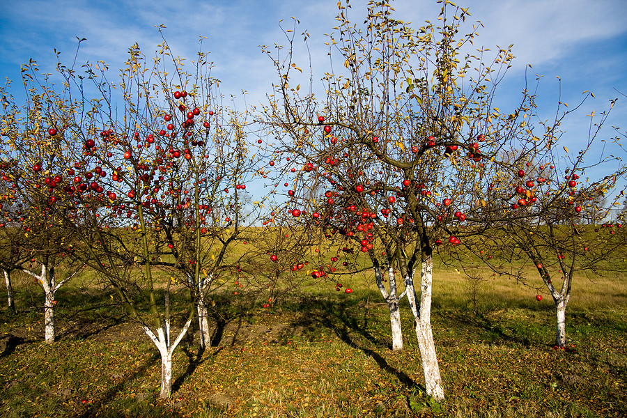  Top dressing apple trees in autumn