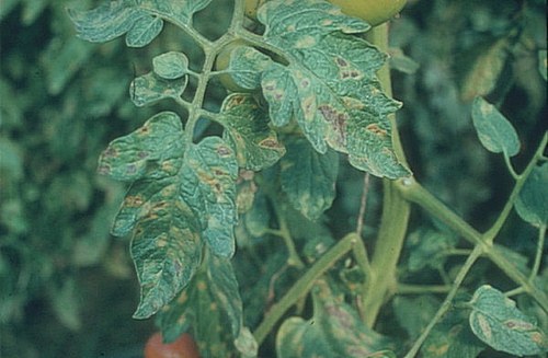  Brown spottedness